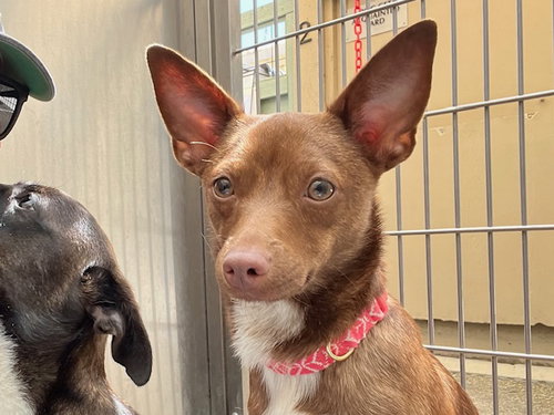 picture of the dog needing adoption