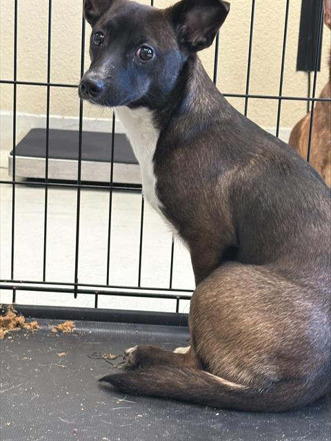 YUZU*, an adoptable Chihuahua in Santa Cruz, CA