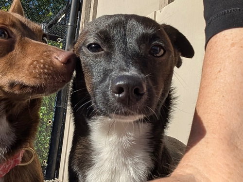 picture of the dog needing adoption
