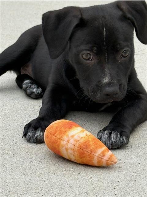 CLARA*, an adoptable Pit Bull Terrier in Santa Cruz, CA