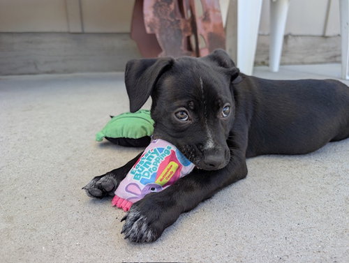 picture of the dog needing adoption