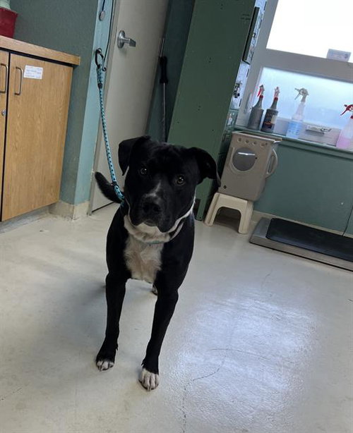 OREO, an adoptable Pit Bull Terrier in Santa Cruz, CA
