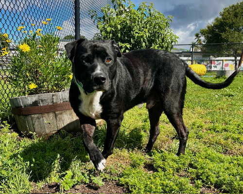 picture of the dog needing adoption