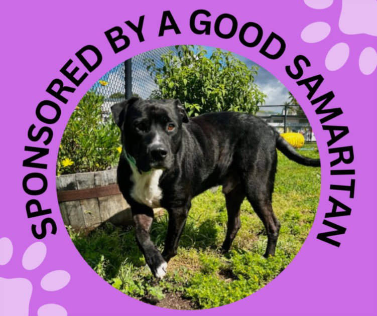 OREO, a adult male Pit Bull Terrier Mix