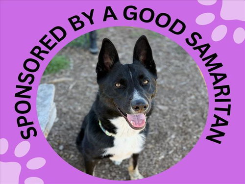THOR, an adoptable Border Collie in Santa Cruz, CA