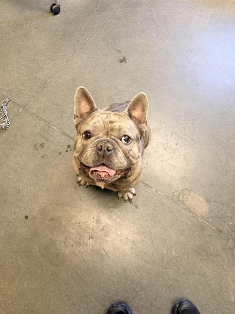 picture of the dog needing adoption