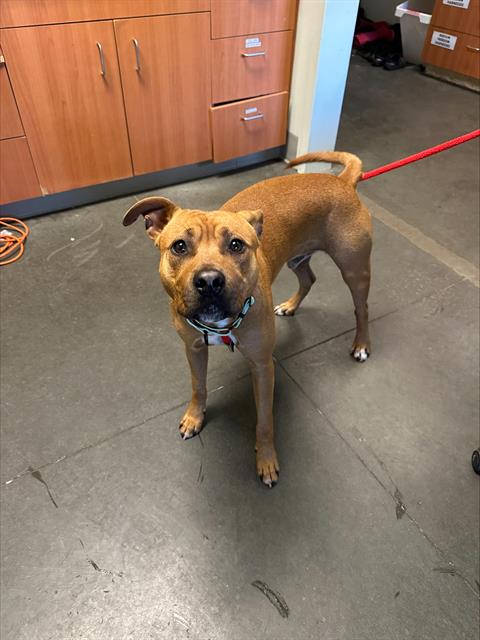 picture of the dog needing adoption