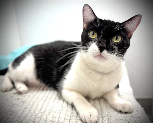 picture of the cat needing adoption