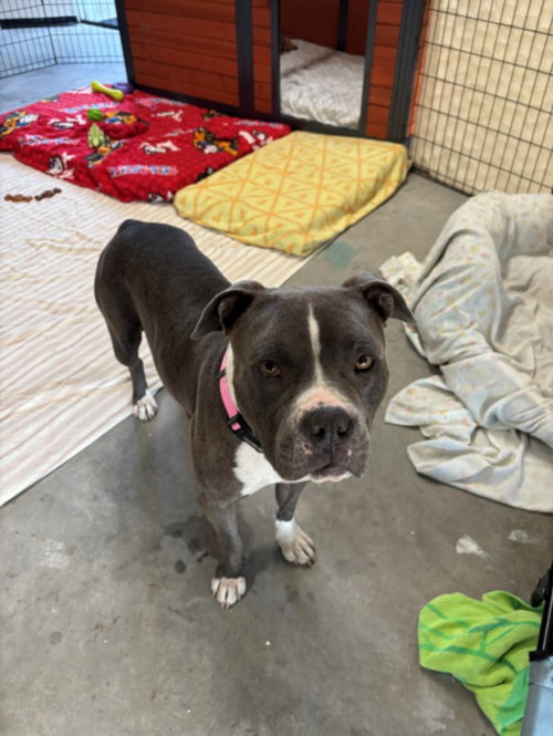 picture of the dog needing adoption