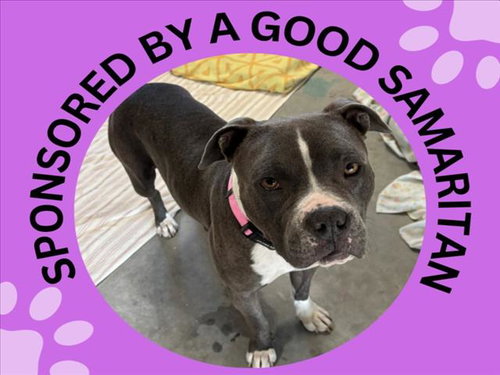 picture of the dog needing adoption