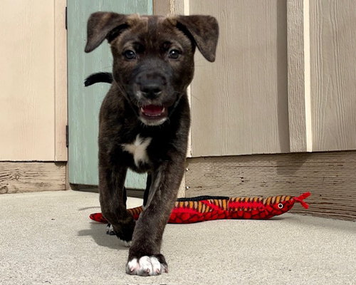 picture of the dog needing adoption