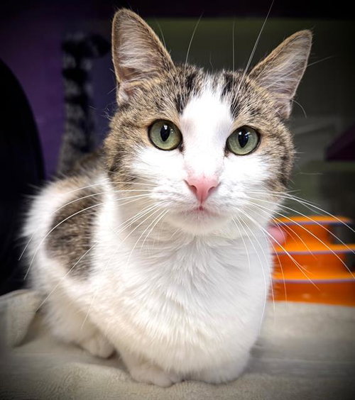 picture of the cat needing adoption