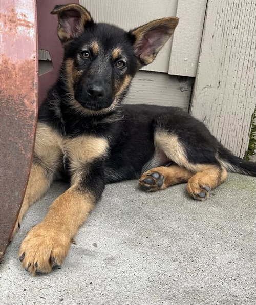 picture of the dog needing adoption