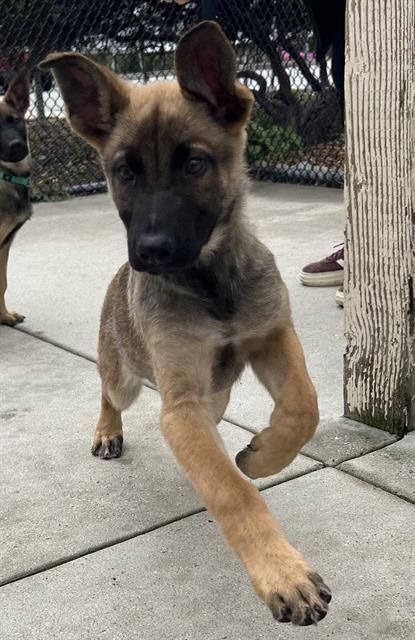 picture of the dog needing adoption