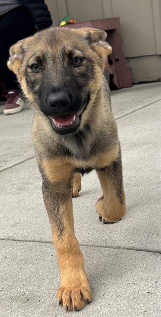 picture of the dog needing adoption