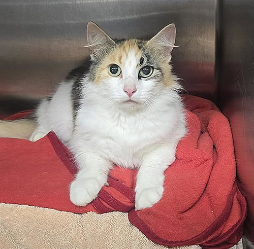 FLORENCE*, Adult Domestic Medium Hair (medium coat), cat for adoption in Campbell, California