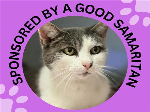 IRIS*, Senior Domestic Short Hair (medium coat), cat for adoption in Campbell, California
