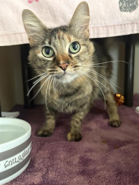 KIWI*, Young Domestic Medium Hair (medium coat), cat for adoption in Campbell, California