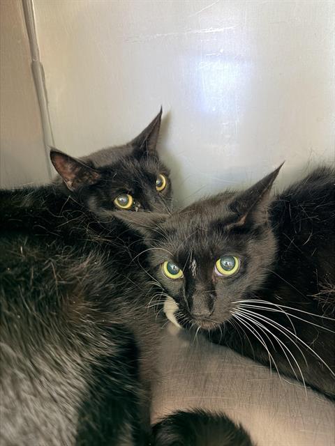 PEPPER, Adult Domestic Short Hair (medium coat), cat for adoption in Campbell, California