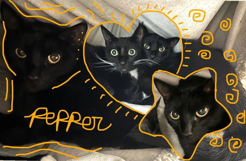 PEPPER, an adoptable Domestic Short Hair in Santa Cruz, CA