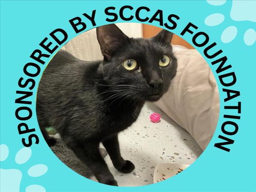 PEPPER, Adult Domestic Short Hair (medium coat), cat for adoption in Cupertino, California