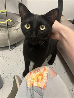 PEPPER, Adult Domestic Short Hair (medium coat), cat for adoption in Watsonville, California