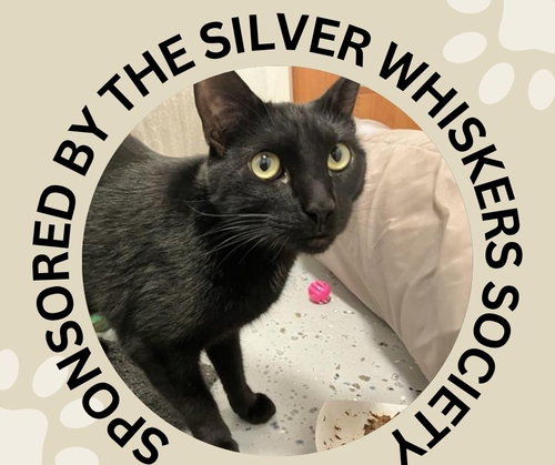 PEPPER, Adult Domestic Short Hair (medium coat), cat for adoption in Cupertino, California