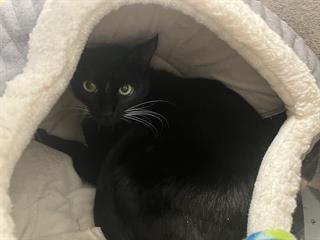BOOTSIE, Adult Domestic Short Hair (medium coat), cat for adoption in Watsonville, California