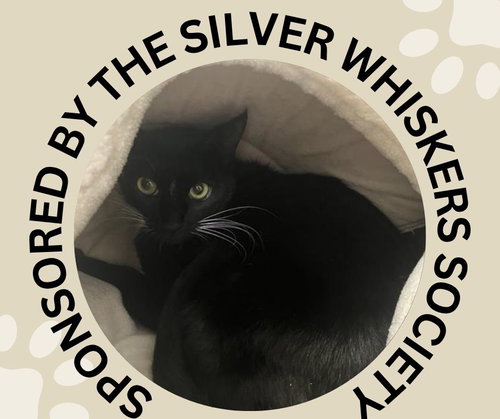 BOOTSIE, Adult Domestic Short Hair (medium coat), cat for adoption in Cupertino, California