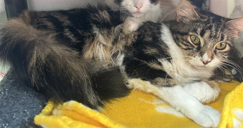 SISSY, Young Domestic Medium Hair (medium coat), cat for adoption in Campbell, California