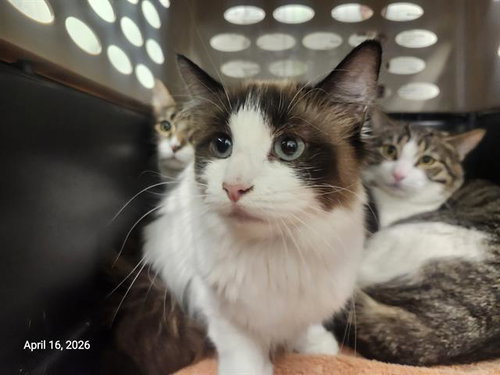 LITTLE SISSY, Young Siamese (medium coat), cat for adoption in Campbell, California