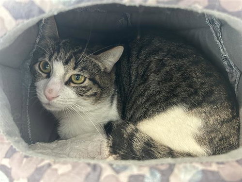 JACKSON*, Adult Domestic Short Hair (medium coat), cat for adoption in Campbell, California