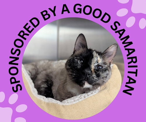 DIVA, an adoptable Siamese in Santa Cruz, CA