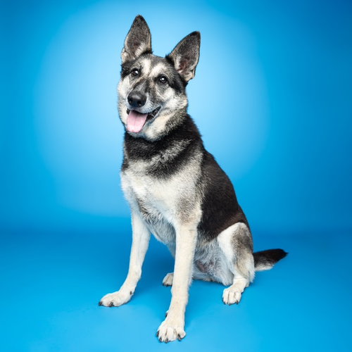 ALANI, an adoptable German Shepherd Dog in Santa Cruz, CA