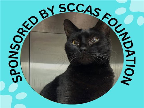 PRECIOUS RUBY, Adult Domestic Short Hair (medium coat), cat for adoption in Cupertino, California