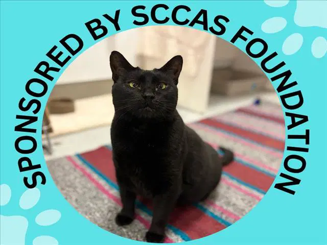 Precious - Domestic Short Hair