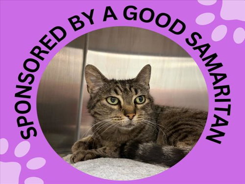 WHINNIE, an adoptable Domestic Short Hair in Santa Cruz, CA