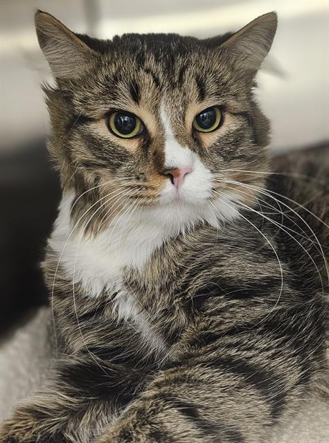 NOPALITO*, an adoptable Domestic Medium Hair in Santa Cruz, CA