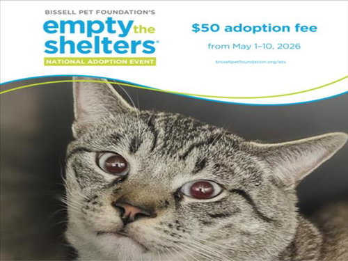 PEPITO*, an adoptable Siamese in Santa Cruz, CA
