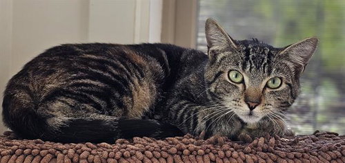 HANNAH*, an adoptable Domestic Short Hair in Santa Cruz, CA