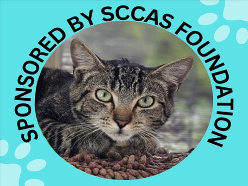 HANNAH*, Young Domestic Short Hair (medium coat), cat for adoption in Santa Clara, California
