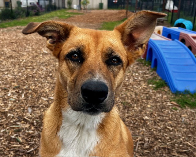 HONEY*, a young female Catahoula Leopard Dog Mix