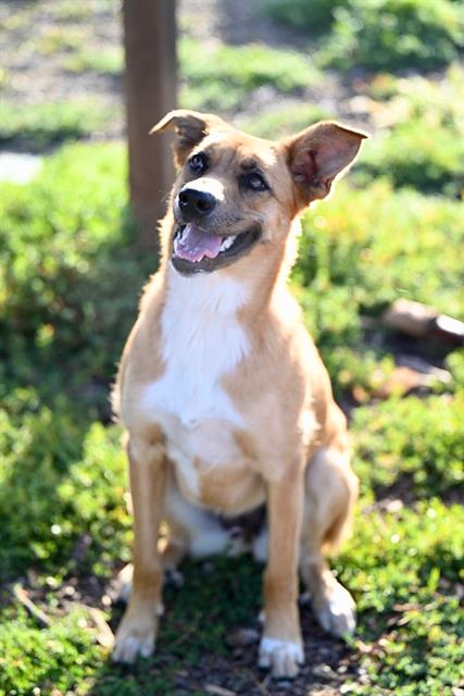 HONEY*, an adoptable Catahoula Leopard Dog in Santa Cruz, CA