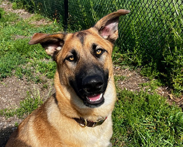 DANIEL, a young male German Shepherd Dog / Siberian Husky Mix