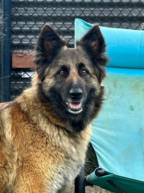 LOLA, a adult female Belgian Shepherd Tervuren Mix