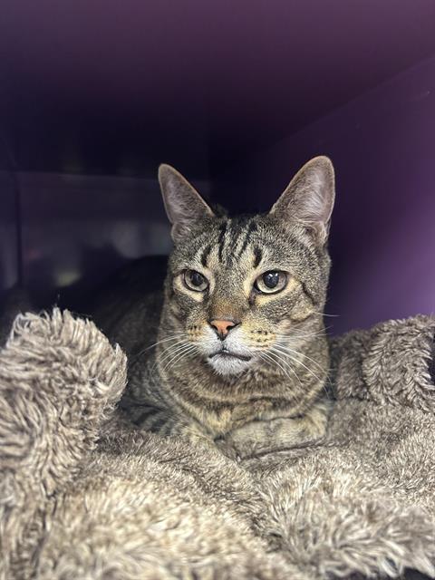 GARY, an adoptable Domestic Short Hair in Santa Cruz, CA