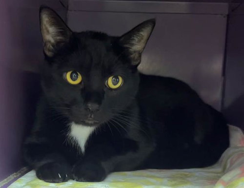 BIG BOY, an adoptable Domestic Short Hair in Santa Cruz, CA
