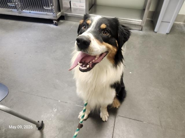 BALOO, a adult male Australian Shepherd