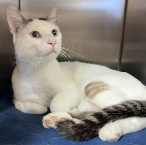 MARSHMALLOW*, an adoptable Siamese in Santa Cruz, CA