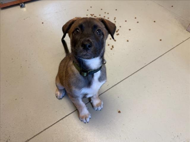AERO, a baby female German Shepherd Dog Mix
